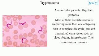 Trypanosoma [upl. by Horst]