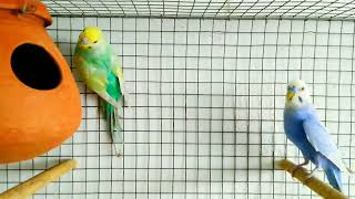 How to Breed Violet Rainbow Budgies  rainbowbudgies violetbudgies budgies [upl. by Deys]