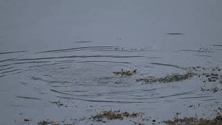 Mum otter and kit fishing for crab and fish in Morvern Scotland [upl. by Annor255]