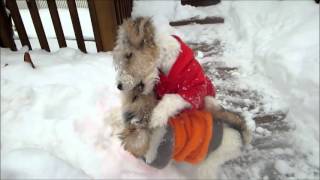 Wire Fox Terrier Puppies NICHOLAS amp NOELLE Play on a Snowy Day [upl. by Llevron]