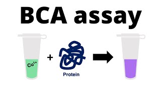 How to determine the protein concentration with the BCA Protein Assay [upl. by Buiron]