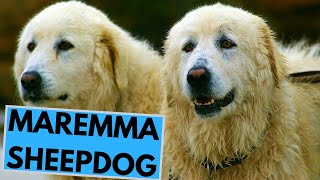 Maremma Sheepdog  TOP 10 Interesting Facts [upl. by Dacy]