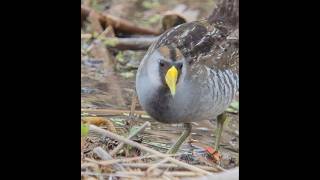 secretive Sora rail  call and foraging in evening [upl. by Enram]