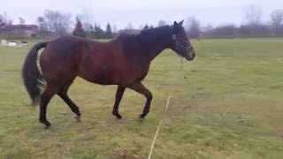 Hind end lameness in 7yr old TB [upl. by Gilchrist]