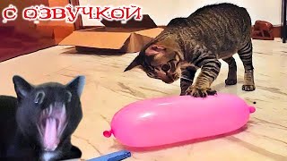 ПРИКОЛЫ С КОТАМИ с озвучкой Смешное видео с котами и собаками Смешные животные [upl. by Cathyleen695]