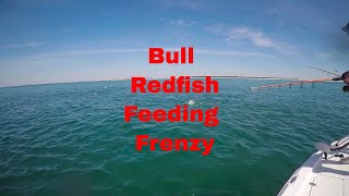 Mobile Bay bull redfish feeding freenzy [upl. by Ahseiym694]