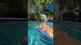 youtubeshorts pooltime swimmingdog shorts summer2023 [upl. by Byrom260]