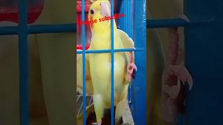 Cocktail sing a song birds cockatielbird shorts short shortvideo subscribe youtubeshorts [upl. by Eislel]