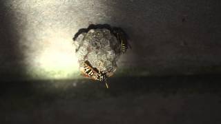 European Paper Wasps on the nest [upl. by Hachmin]