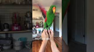 Eclectus Parrot showing off his wings parrot eclectusparrot [upl. by Korwin]