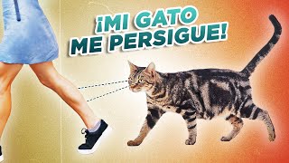 ¿Por qué TE SIGUE TU GATO por tu casa 🏃🏽‍♀️ ⬅️ 🐈 ¿Tu gato te acompaña al baño [upl. by Vladimir]