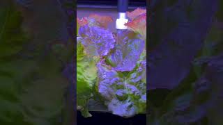 Indoor Gardening Update shorts viralshorts garden growyourownfood [upl. by Flaherty]