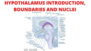 Hypothalamus  Introduction  Boundaries  Nuclei [upl. by Feeley]