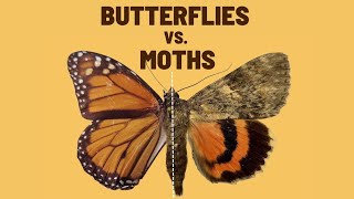 Butterflies vs Moths  Is it possible to tell the difference [upl. by Odraode]