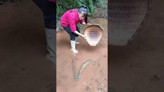 Catfish fish Catching fish blacktiph predatory fins paul cuffaro [upl. by Nilac]