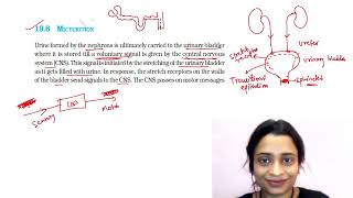 Excretory system Lecture 5  Micturition [upl. by Akeihsal68]