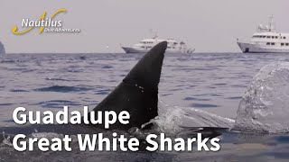 Guadalupe Great White Sharks [upl. by Eizeerb]