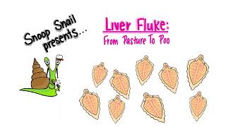 Fasciola hepatica  liver fluke in sheep and cattle with Snoop Snail [upl. by Eentroc]