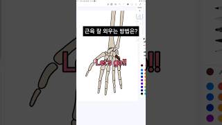 물리치료사 해부학 근육 외우기 shorts opponens digiti minimi 새끼맞섬근 소지대립근 [upl. by Aldredge]