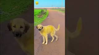 Majedar comedy funny shortvideo 😎😎 [upl. by Isabeau]