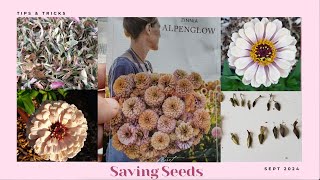 Saving Zinnia Seeds [upl. by Naivatco]