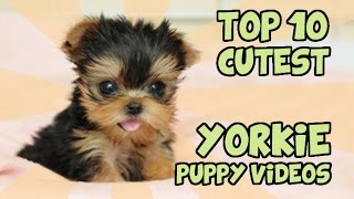 TOP 10 CUTEST YORKIE PUPPIES OF ALL TIME [upl. by Billi]