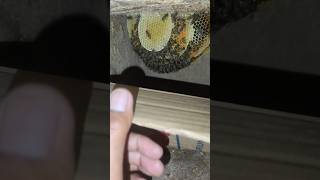 My weakest swarm hive  1st inspection [upl. by Annaul577]