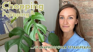 Propagating my HUGE Rhaphidophora Tetrasperma aka Mini Monstera [upl. by Bartel]