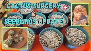 Cactus Surgery and Seedlings Update ariocarpus mammillaria corypantha and more [upl. by Olenolin]