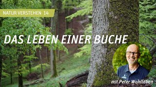 Das Leben einer Buche  Peter Wohlleben [upl. by Ayotal579]