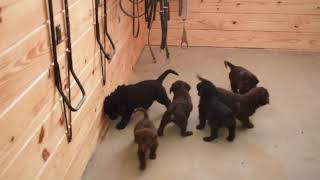 Labradoodle Puppies For Sale Mervin Esh [upl. by Schweiker]