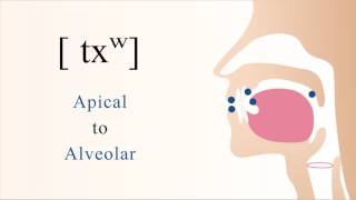 txʷ  unvoiced aspirated velarized labialized apical alveolar stop [upl. by Enuj280]