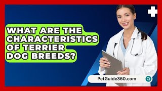 What Are the Characteristics of Terrier Dog Breeds  PetGuide360com [upl. by Yelnikcm]