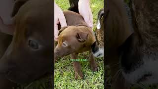 Rescued Pup Turns Into A Whole New Dog In Three Days  The Dodo [upl. by Oidale]