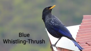 Blue WhistlingThrush bird uttarakhand birdsofindia himalayanbird [upl. by Nadnerb]