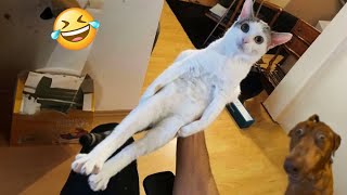 Try Not To Laugh Cats And Dogs Videos 😁  New Funny Animals Video 2024 2 [upl. by Lynnette]