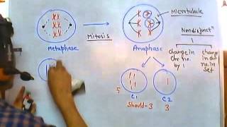 Nondisjunction of chromosome [upl. by Sabra]