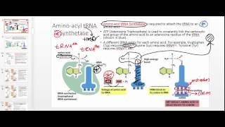 Aminoacyl tRNA Synthetase Part 1 [upl. by Cavit715]