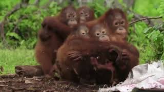 Young orangutans at rehab center are taught with toy cobra to be cautious around snakes [upl. by Marcel]