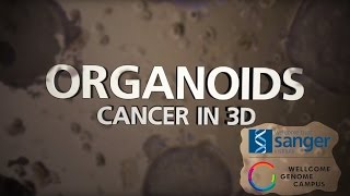 Organoids Cancer in 3D  Sanger Institute [upl. by Sukram253]