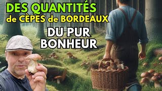 Des quantités de cèpes de Bordeaux  On est au coeur de la pousse un régal  cepes nature asmr 🍄 [upl. by Oderfodog823]