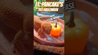 Lieutenant Pancake the Leopard Geckos 1st Halloween leopardgeckos funny luigismansion [upl. by Kristo226]