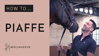 How to train Piaffe  Begijnhoeve  How to 1 [upl. by Nomyad359]