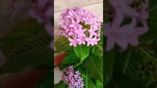 Pentas lanceolata Plantviralvideo garden [upl. by Roderick200]