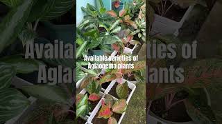 Available varieties of Aglaonema plants shortvideo plantlover aglonema ytshorts [upl. by Hanahs]