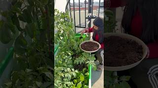 Which is the best fertilizer for vegetables terracegarden youtubeshorts [upl. by Tamera]