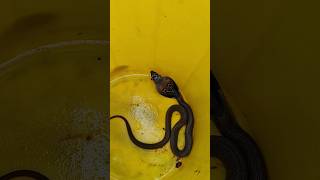 dangerous snake 🐍 snake shorts youtubeshorts trendingshorts animals bigsnake viralvideos [upl. by Iad368]