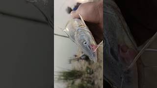 200 sou gram ka machhali Youtube shorts video youtube viral trending video short video fishing [upl. by Aggy]