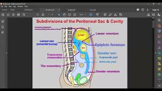 L4 ANATOMY Epiploic Foramen [upl. by Josephina]