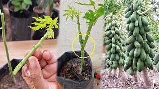 New Way To Graft Papaya Tree l Best method [upl. by Milly]